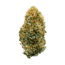 White Widow - Tier 2 Apotheca Hybrid THC-A Flower