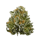 Apotheca CBD Flower - Bubba Kush - Indica - 3.5g