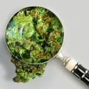 Pure Roots Botanicals Organic THCA Flower - Guava Cream - Sativa Hybrid - 3.5g