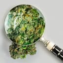 Pure Roots Botanicals Organic THCA Flower - Carolina Sweet Frost - Hybrid- 3.5g