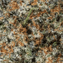 Eden Exotic THCA Flower - King Oreo - Indica - 3.5g