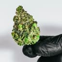 Pure Roots Botanicals Organic THCA Flower - Strawberry Frost - Indica Hybrid - 3.5g