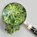 Pure Roots Botanicals Organic THCA Flower - Strawberry Frost - Indica Hybrid - 3.5g