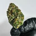 Pure Roots Botanicals Organic THCA Flower - Candy Jack - Sativa - 3.5g