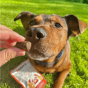 Bailey's CBD Dog Soft Chews - Large Breed - Hip & Joint - Chicken - 30ct - 180mg