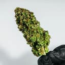 Pure Roots Botanicals Organic THCA Flower - Tangerine Dream - 3.5g