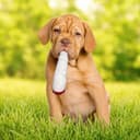 Paw:20 Jay the Joint 420 Dog Toy
