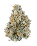 Gary Payton - Tier 1 Apotheca Exotic Indica THC-A Flower