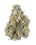 Gary Payton - Tier 1 Apotheca Exotic Indica THCA Flower