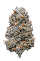 Prime Time - Tier 1 Apotheca Exotic Hybrid THC-A Flower