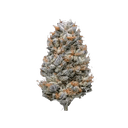 Prime Time - Tier 1 Apotheca Exotic Hybrid THCA Flower - 3.5g