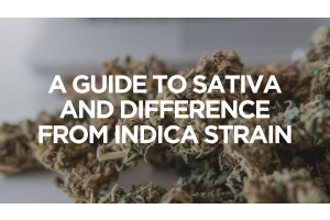 A Guide to Sativa And Difference From Indica Strain