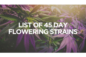 list-of-45-day-flowering-strains