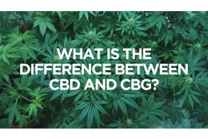 What Is the Difference Between CBD and CBG?