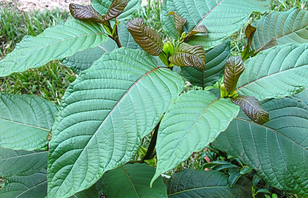 Things You Didn’t Know About Kratom