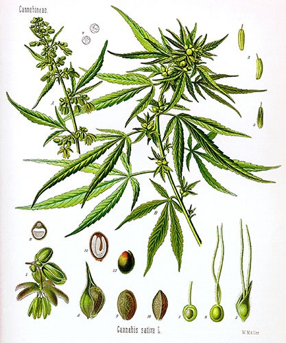 hemp plant botanical drawing