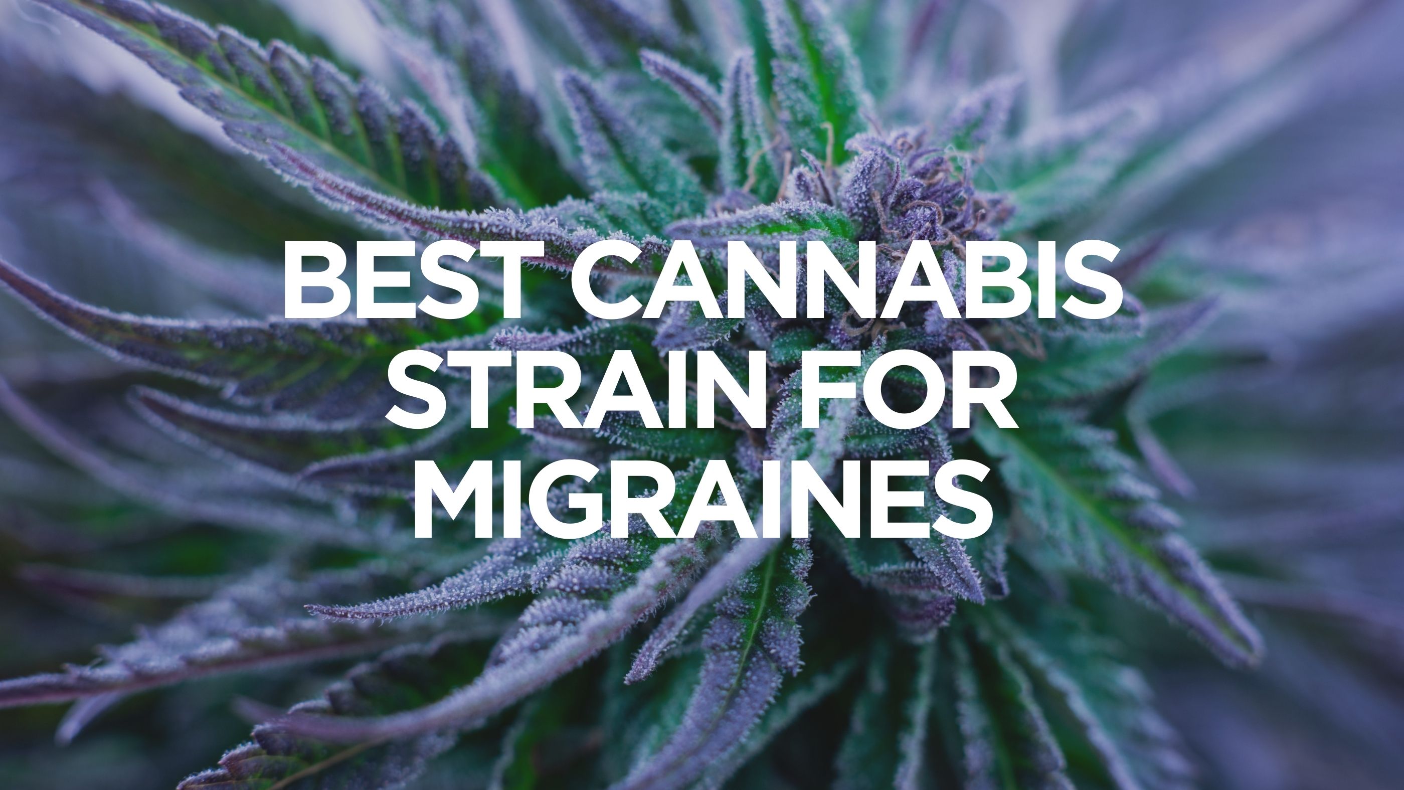 best-cannabis-strain-for-migraines