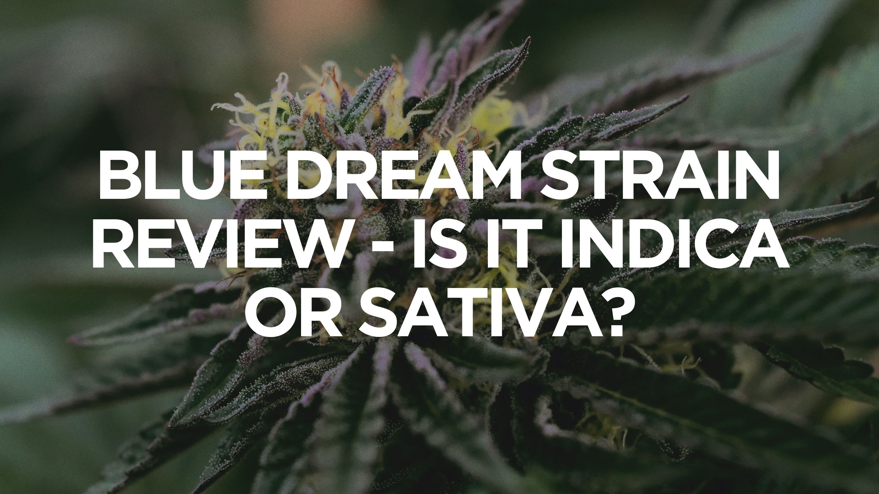 blue-dream-strain-review-is-it-indica-or-sativa
