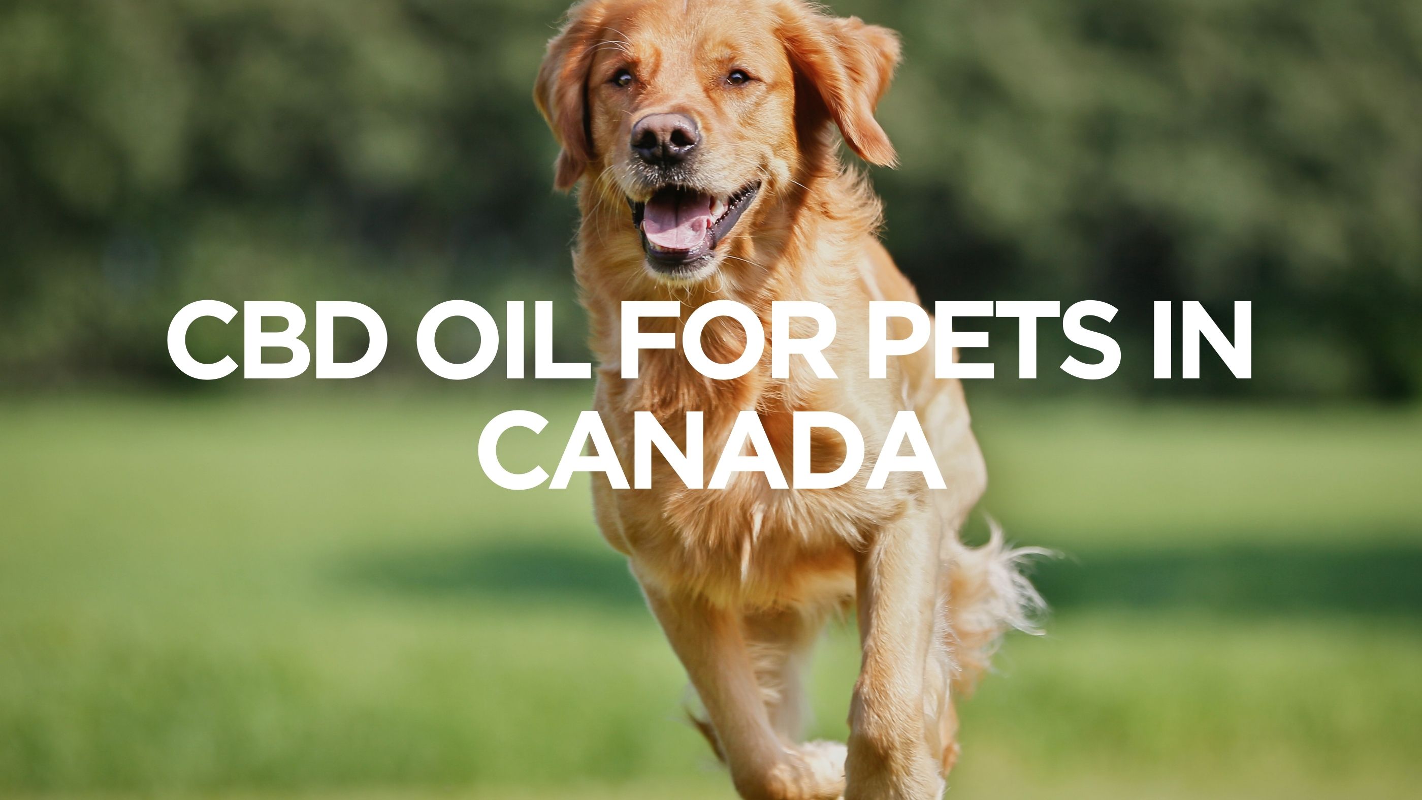 CBD Oil for Pets in the USA