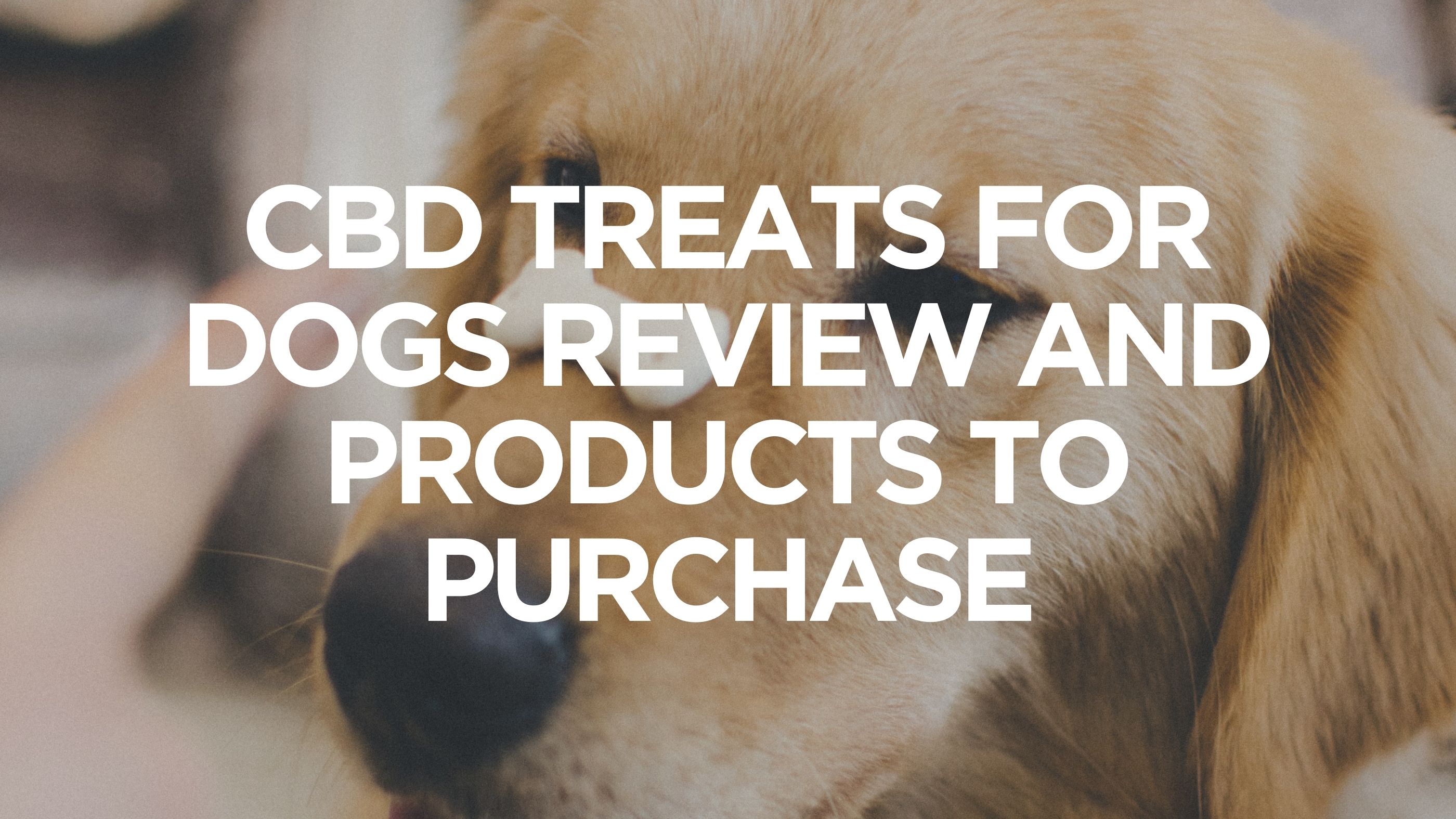 CBD Treats for Dogs Review and Products to Purchase