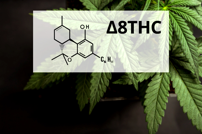 Delta 8 THC: A Stirring Experience Without Psychotropic Effects 