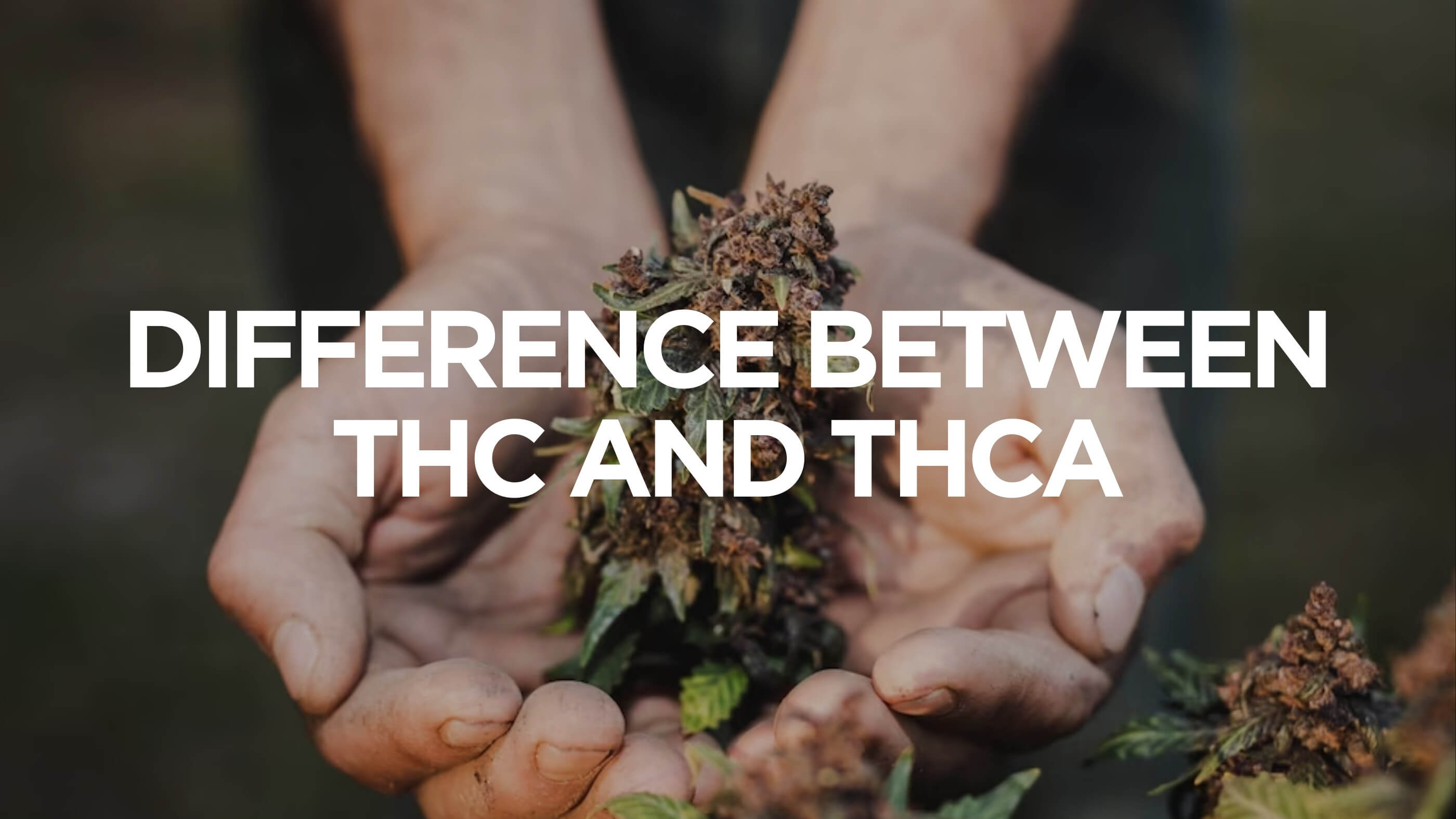The Difference Between THC and THCa | Apotheca Dispensary