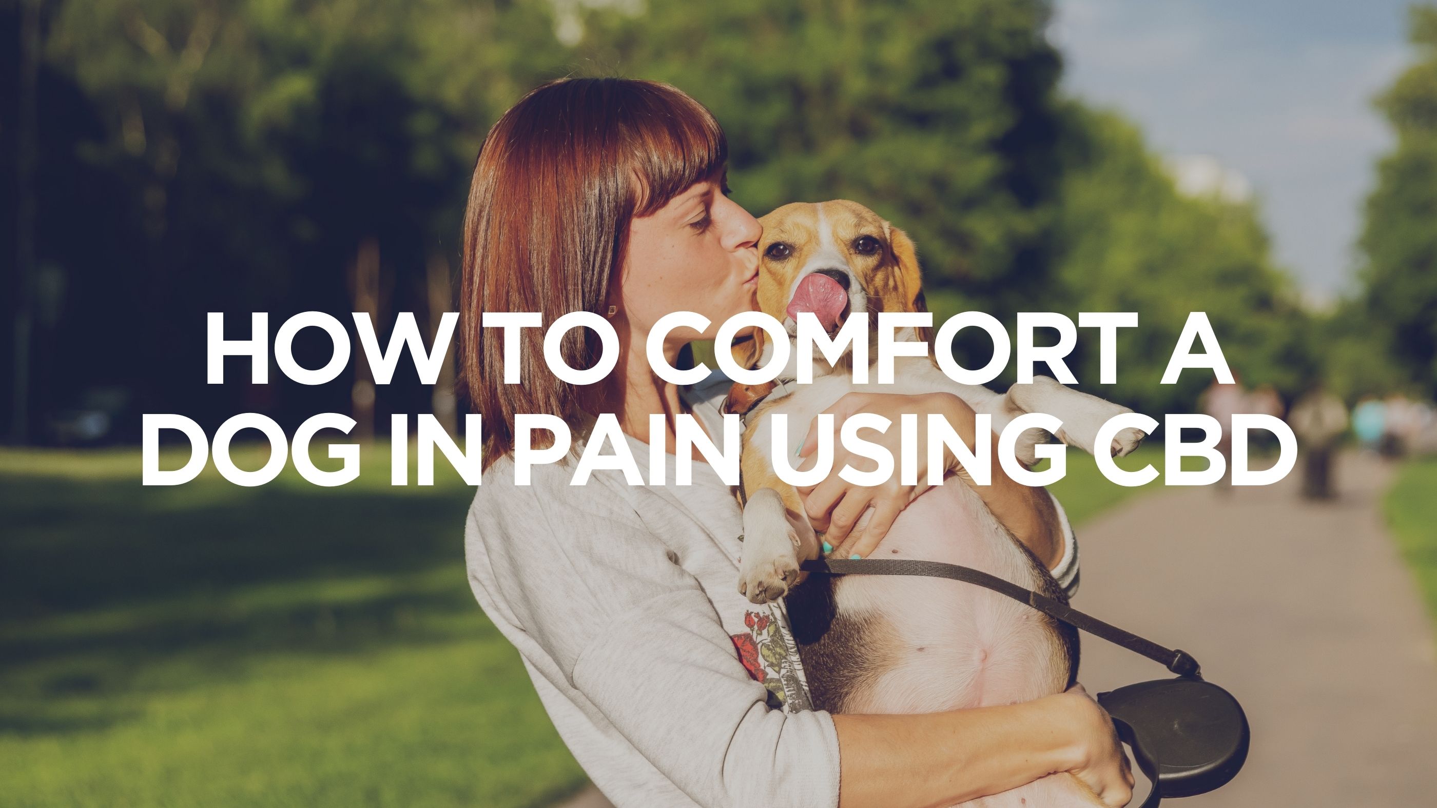 how-to-comfort-a-dog-in-pain-using-cbd