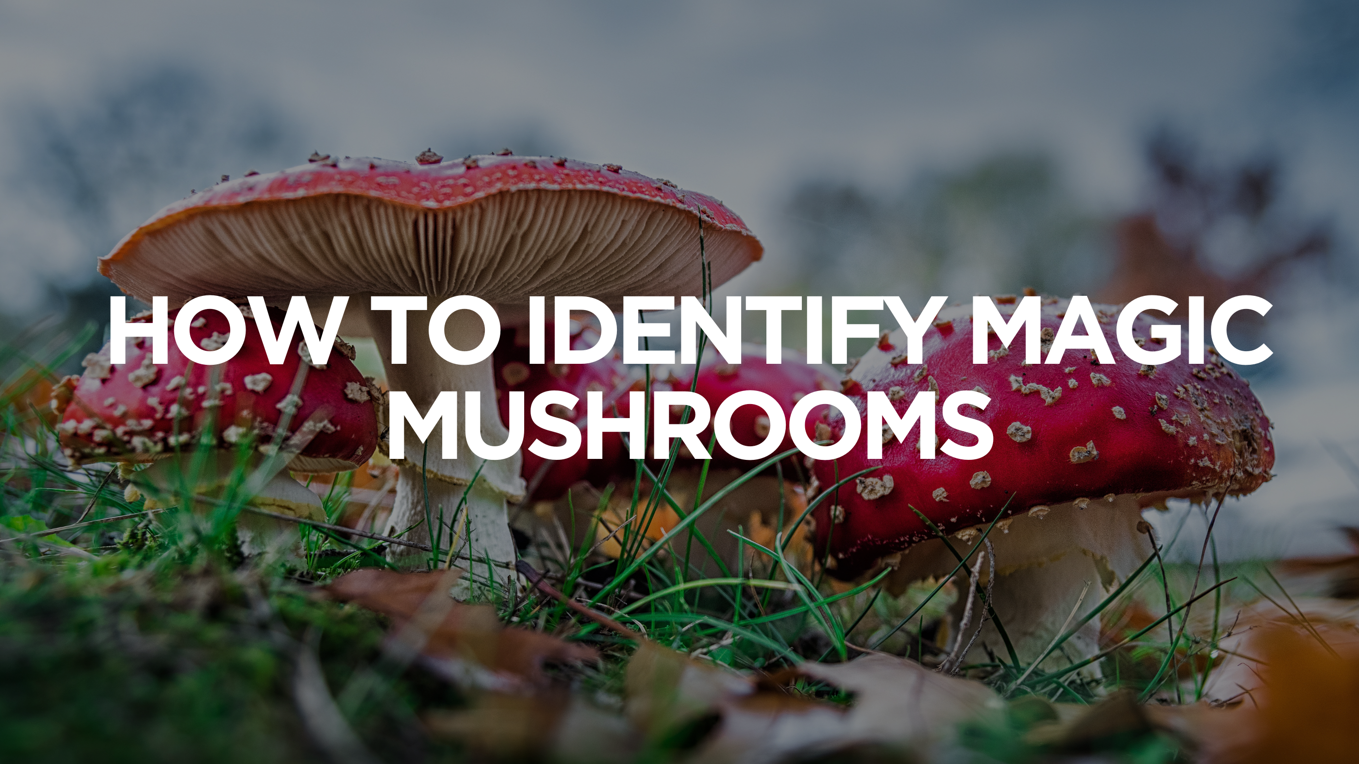 How to Identify Magic Mushrooms