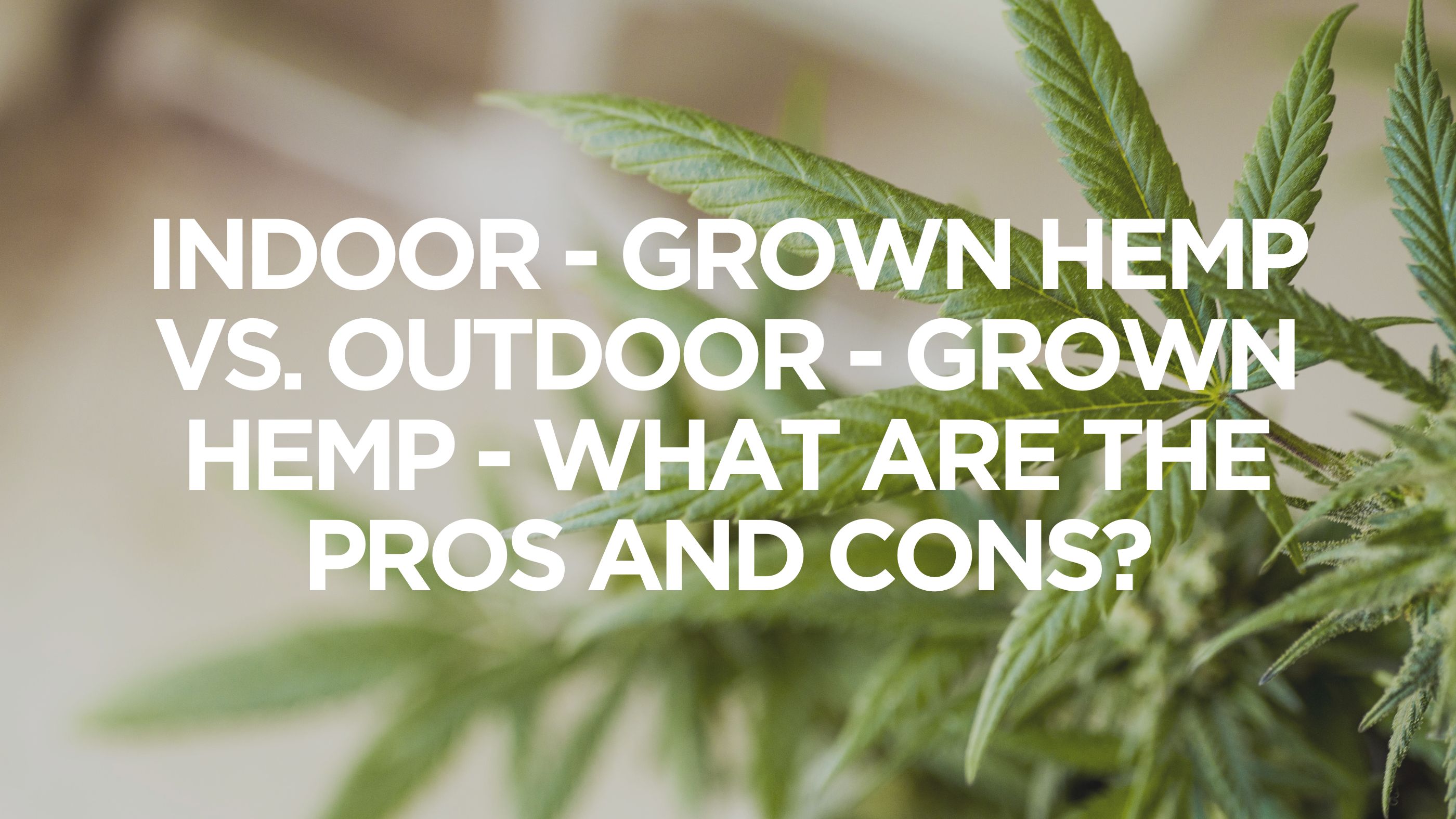 Indoor - Grown Hemp Vs. Outdoor-Grown Hemp - What Are The Pros and Cons?