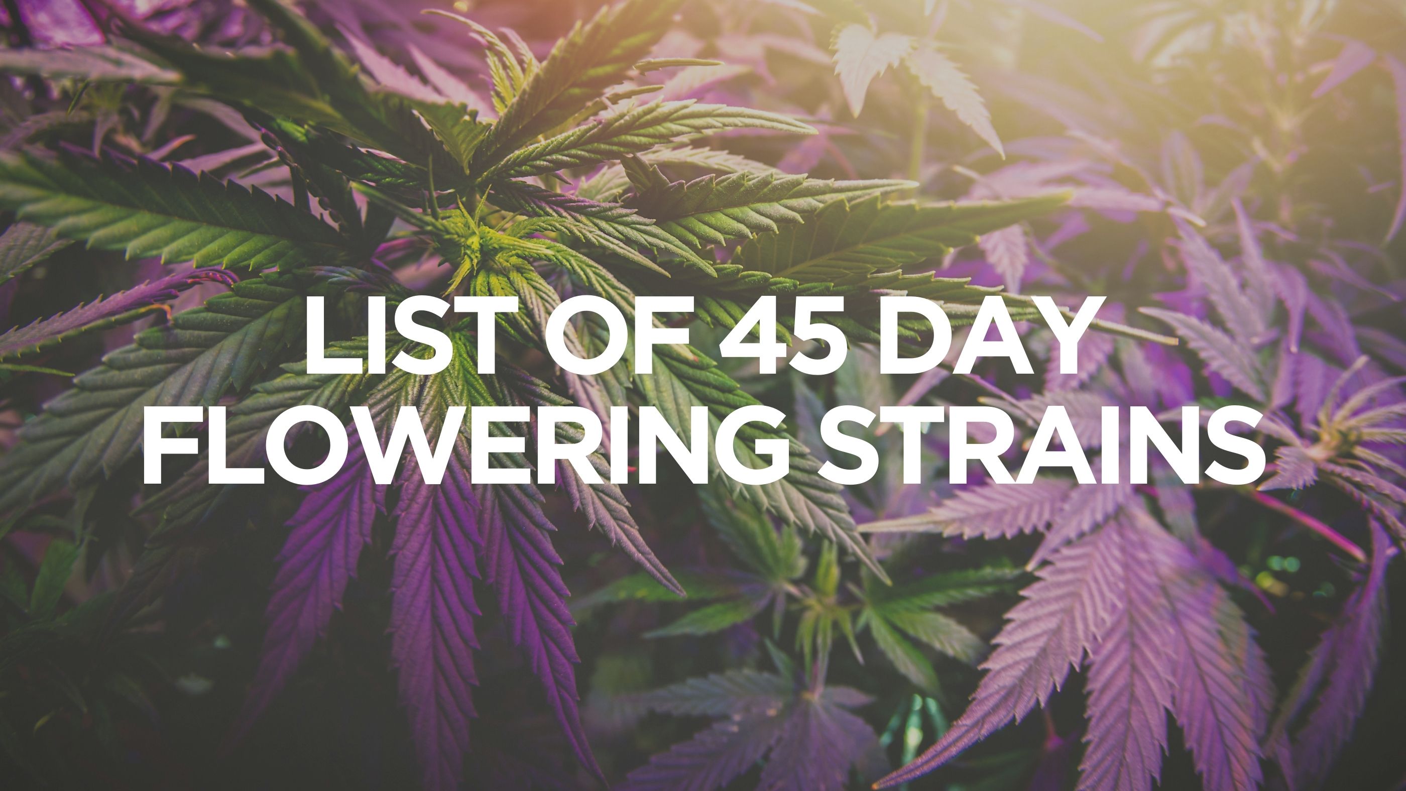list-of-45-day-flowering-strains