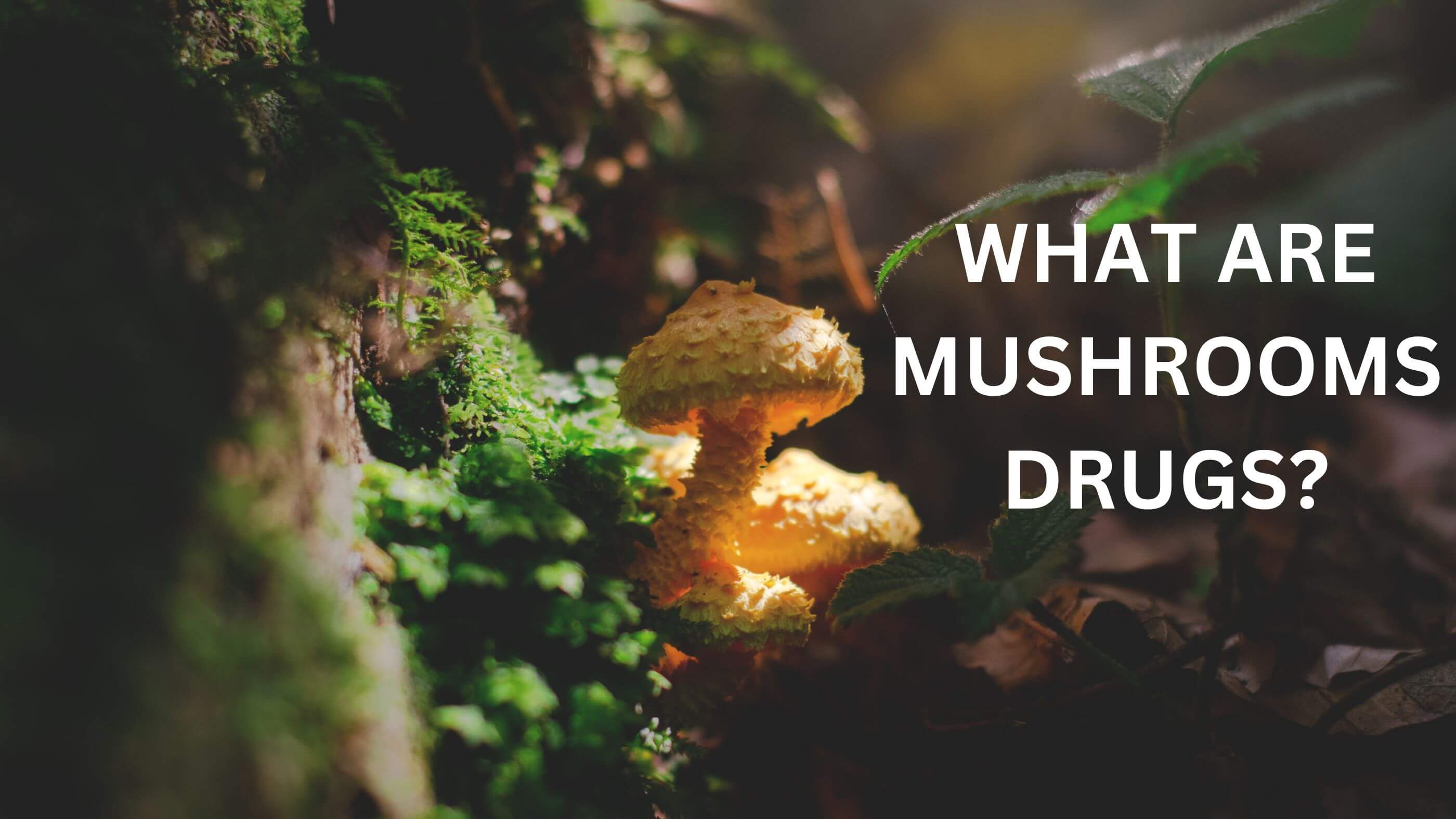 mushrooms drugs