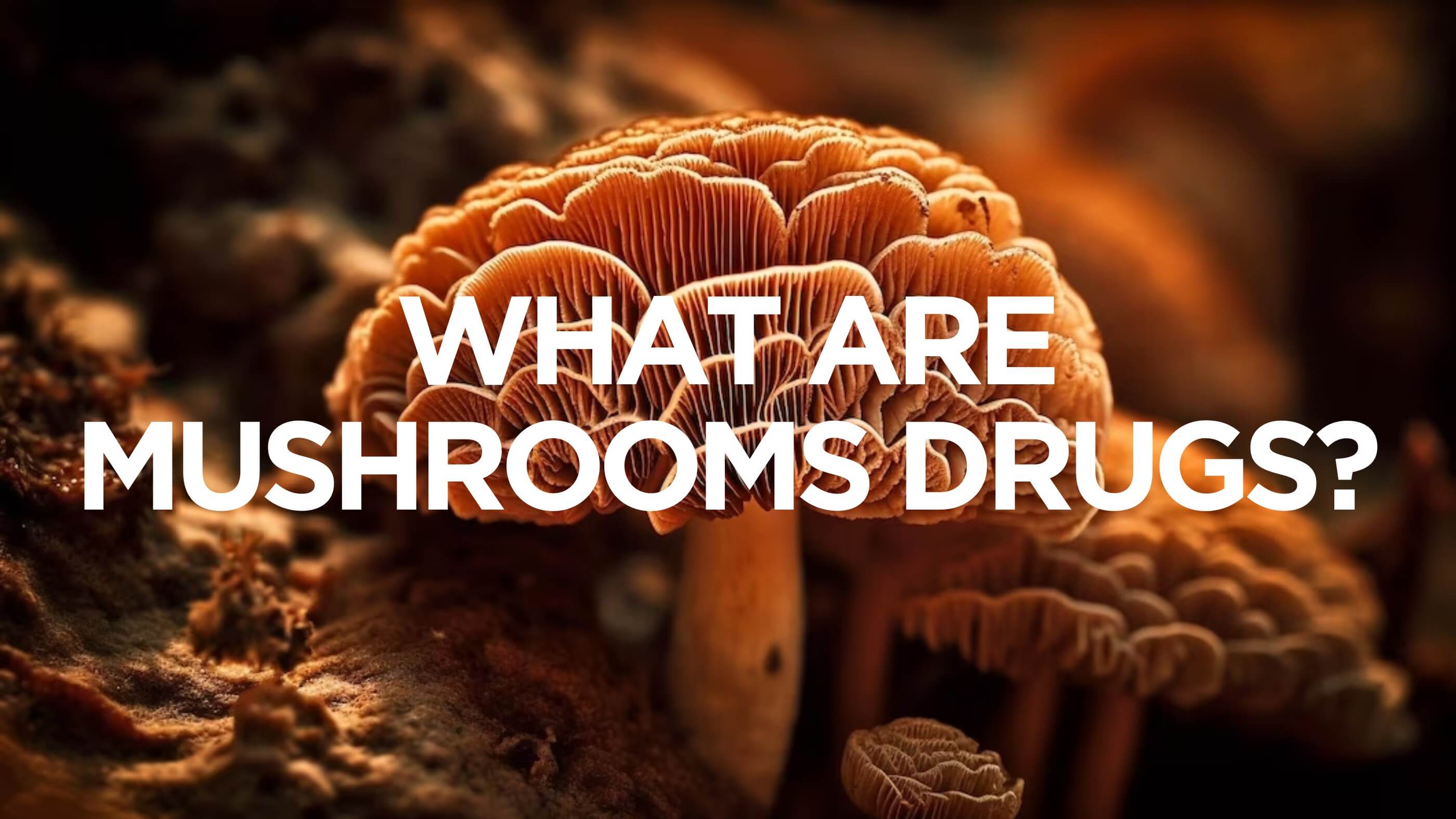 mushrooms drugs