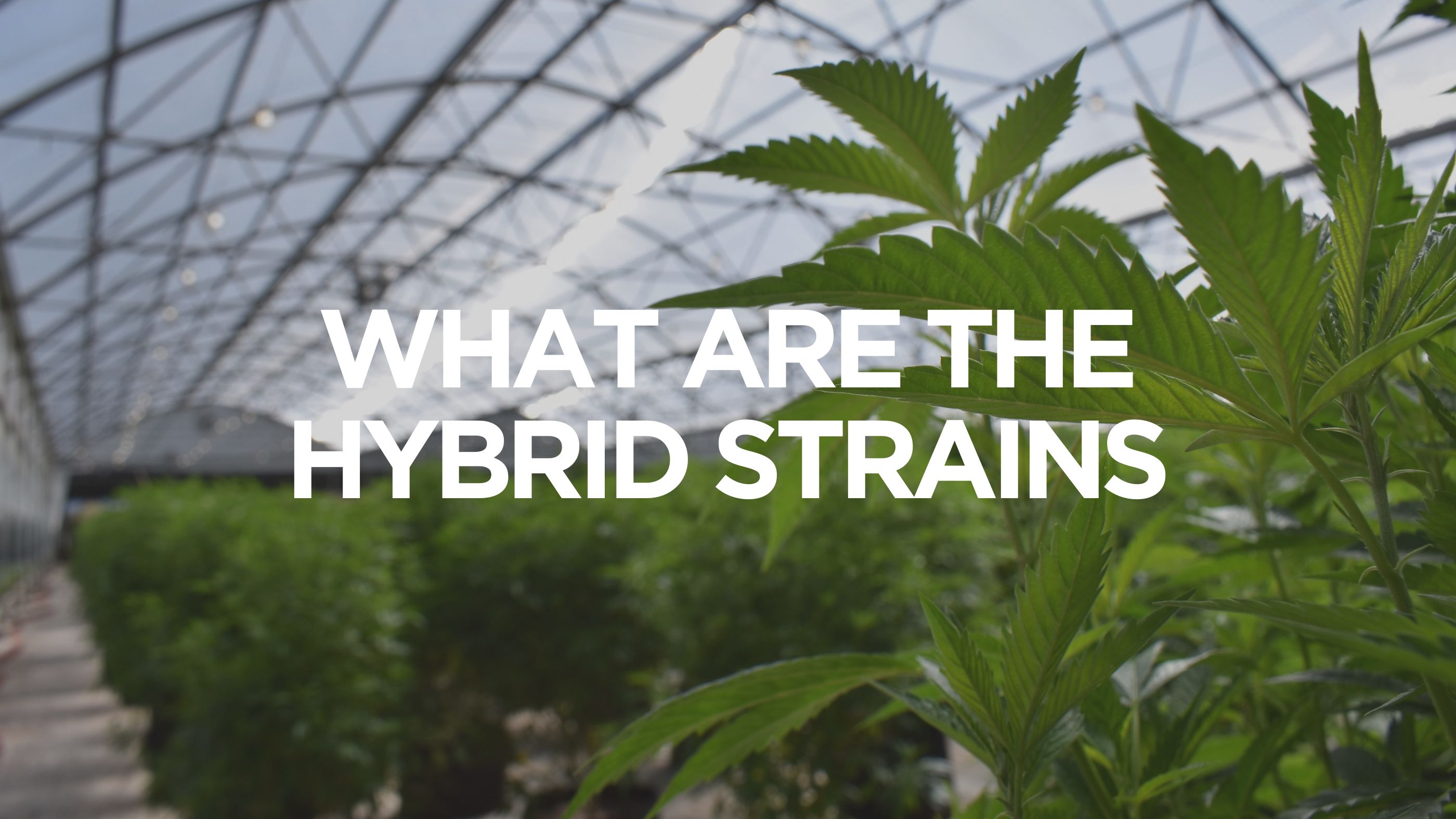 What Are The Hybrid Strains