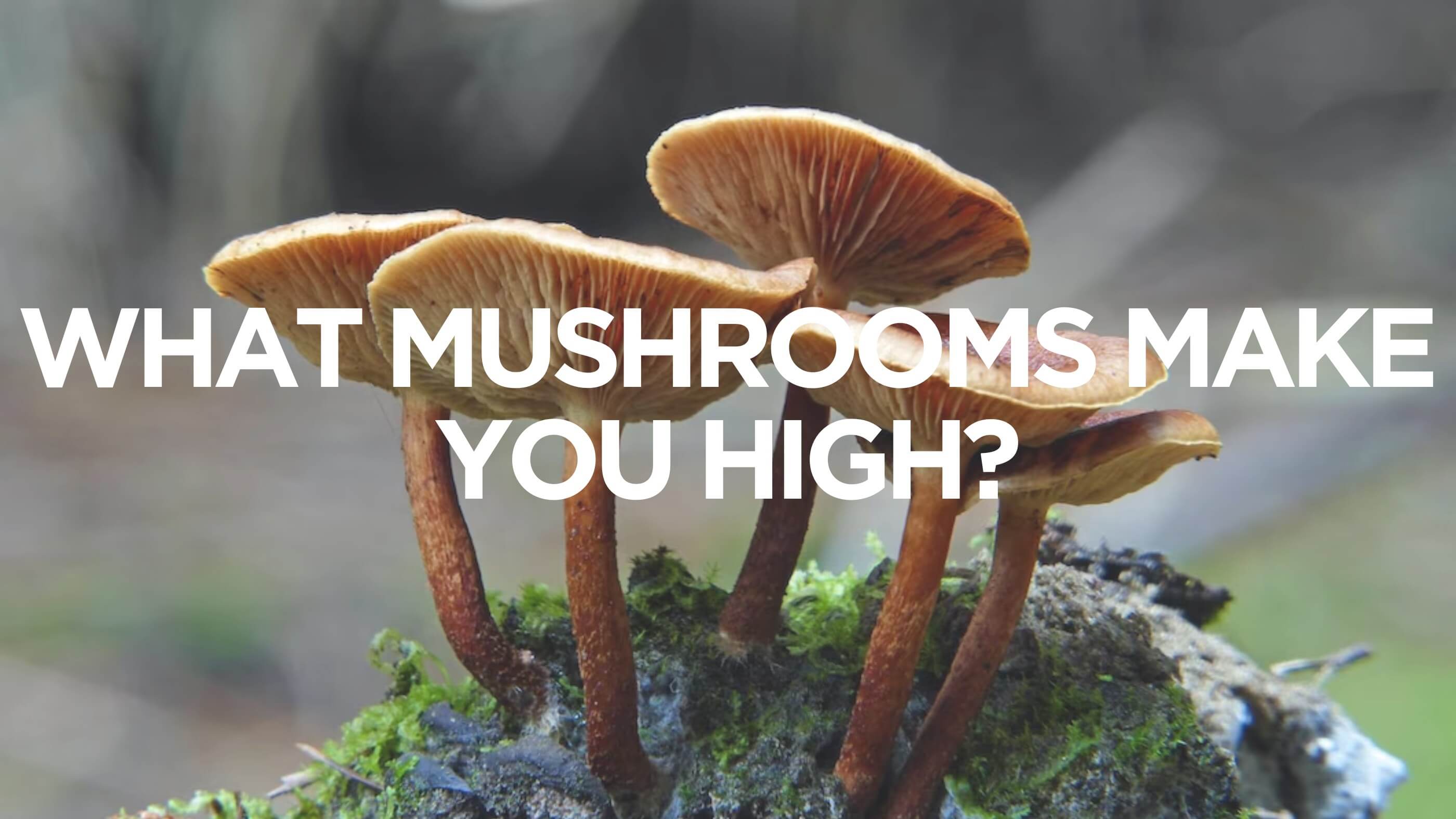 magic mushrooms online