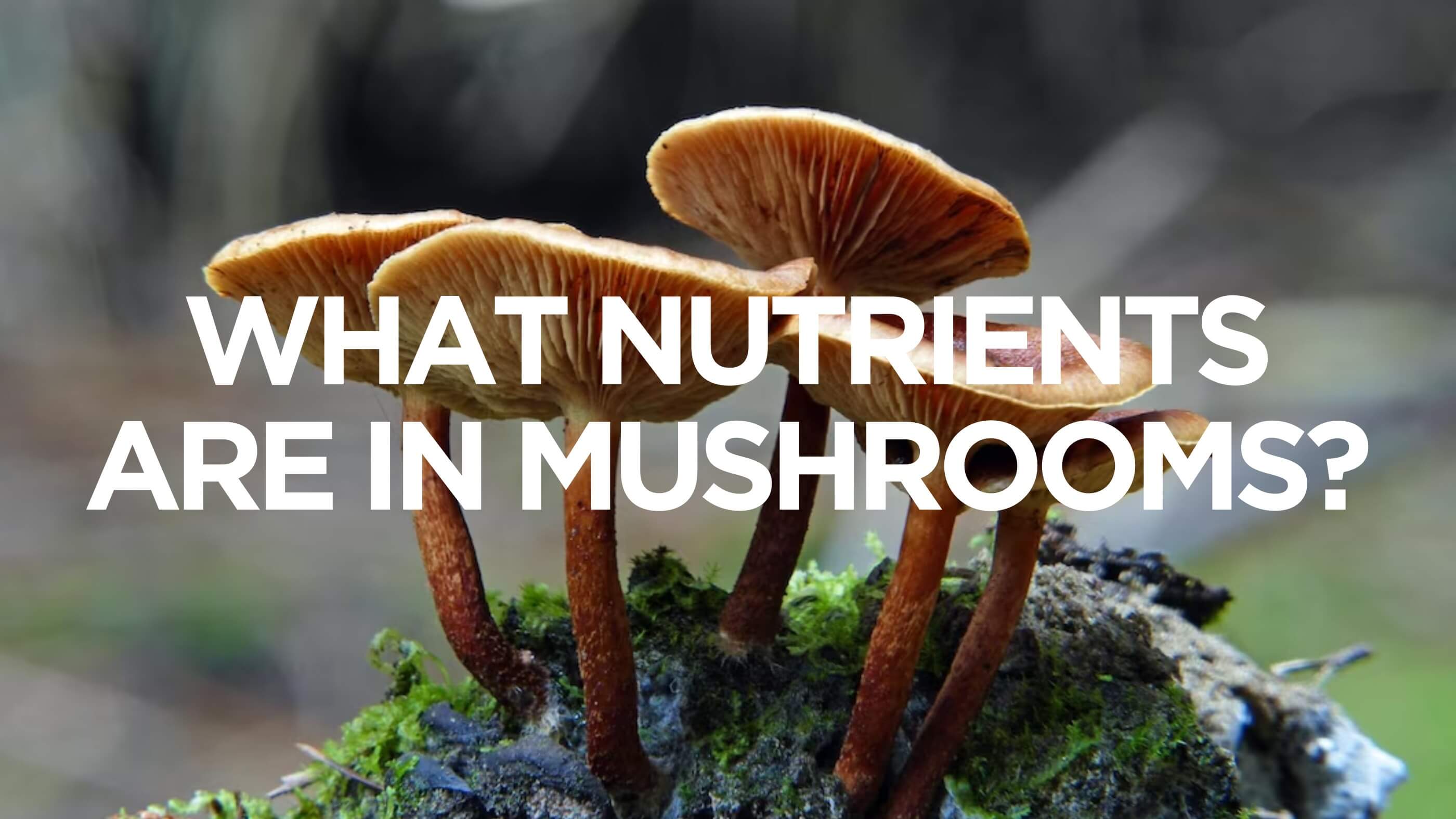 Nutrients in Mushrooms