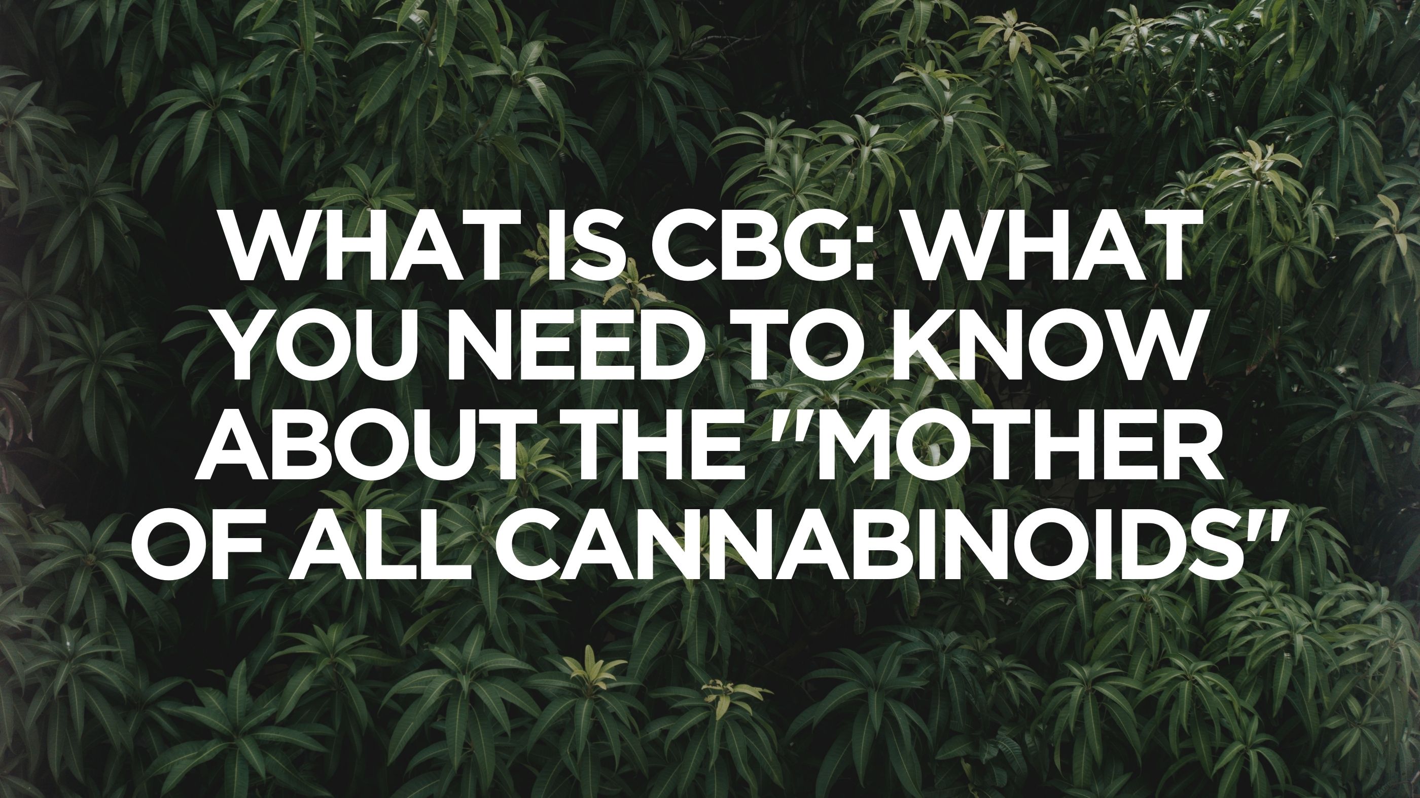 What is CBG: What You Need to Know About the "Mother of All Cannabinoids"