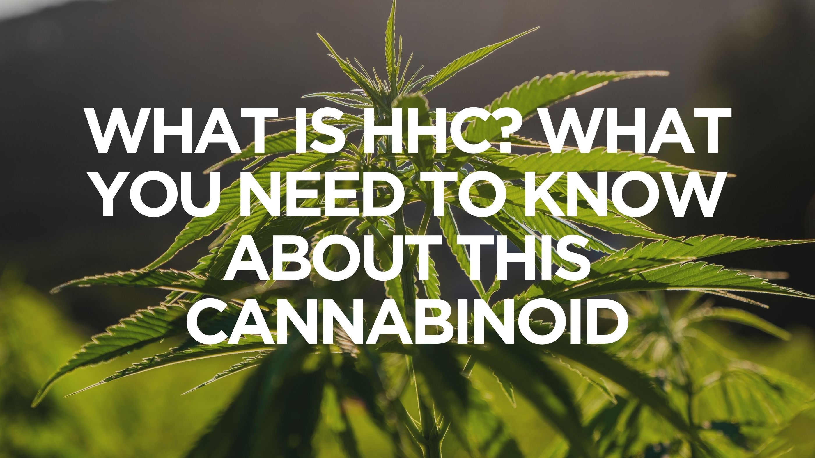 What is HHC? What You Need to Know About This Cannabinoid