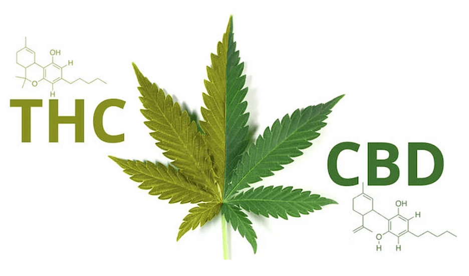What's the Difference between THC and CBD 