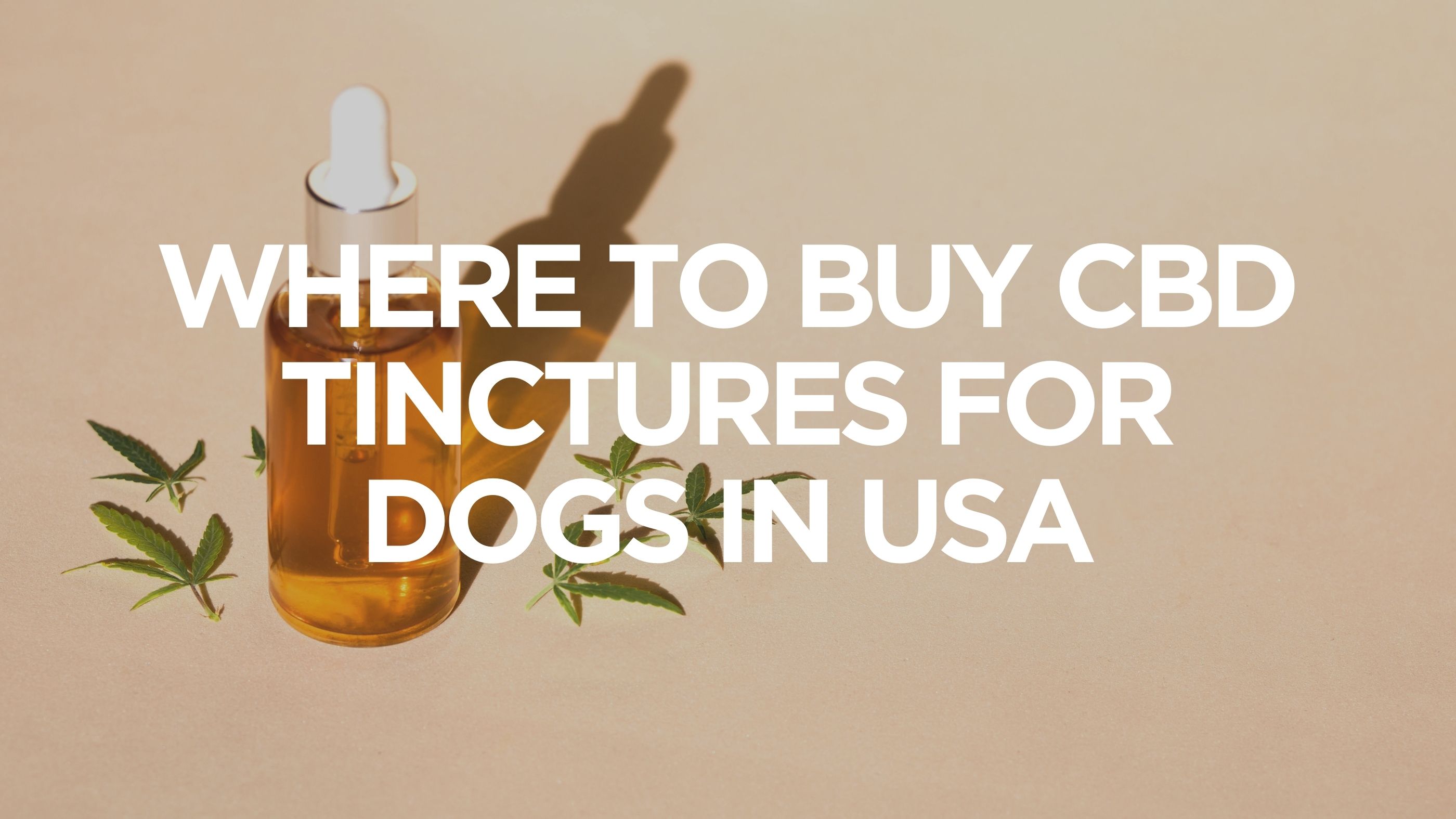where-to-buy-cbd-tinctures-for-dogs-in-usa