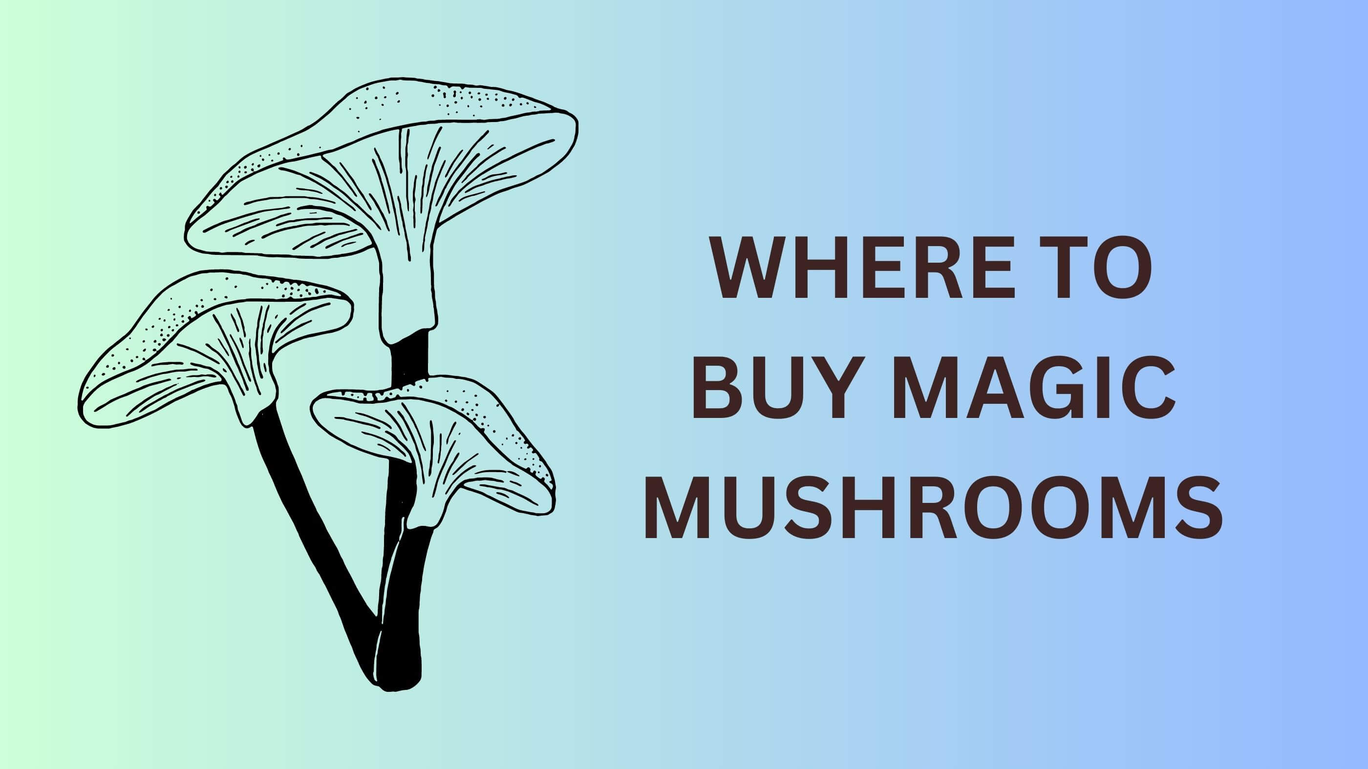 where to buy magic mushrooms