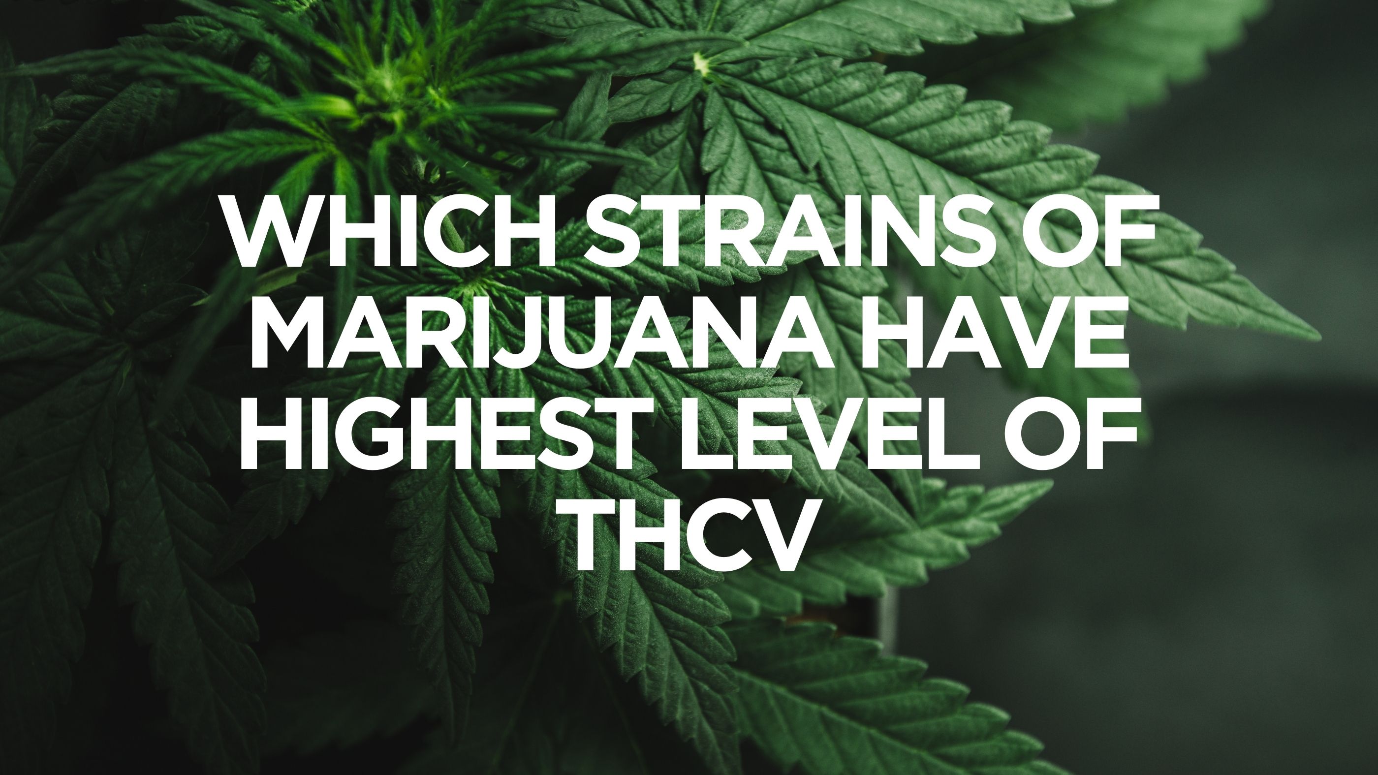 Which Strains of Marijuana Have Highest Level of THCV?