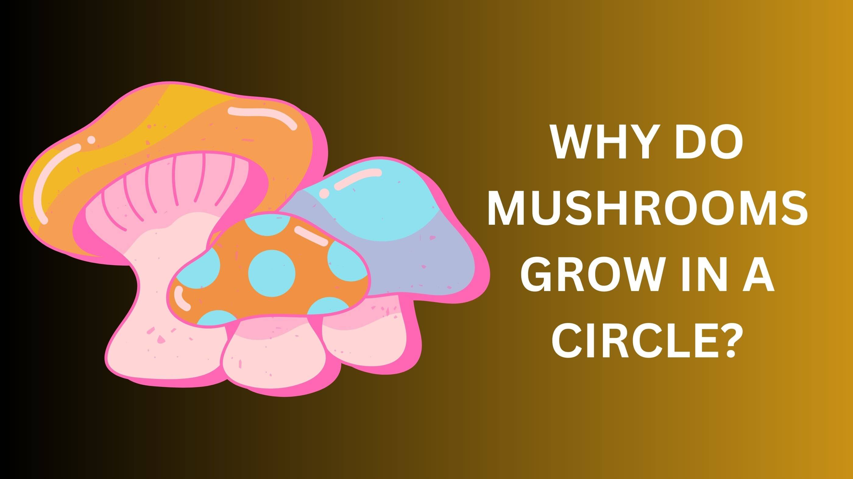 mushrooms grow