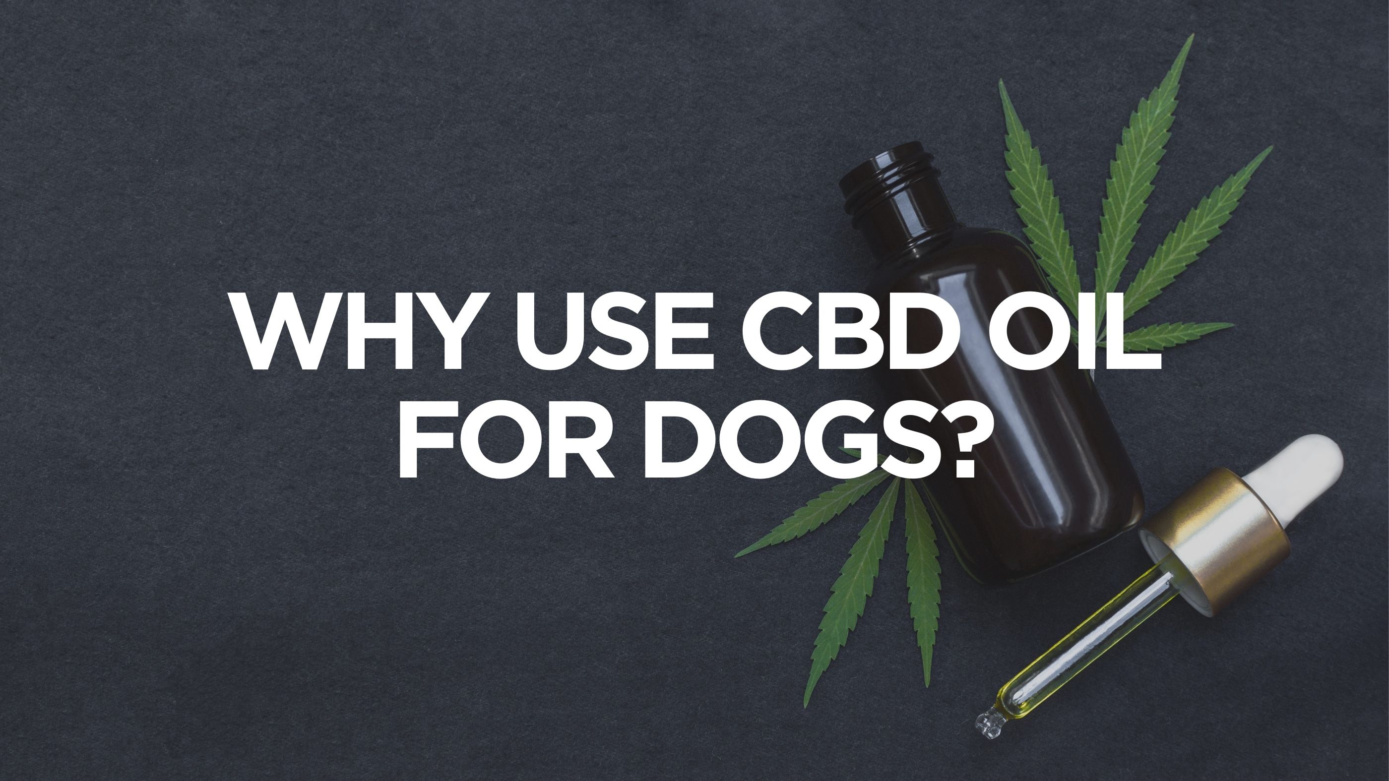 Why Use CBD Oil For Dogs
