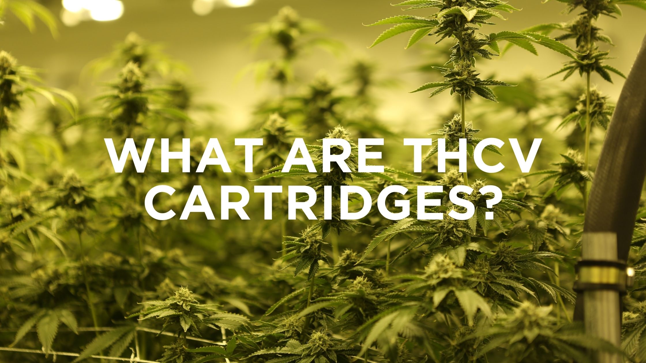What are THCV Cartridges?