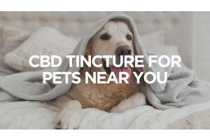 cbd-tincture-for-pets-near-you